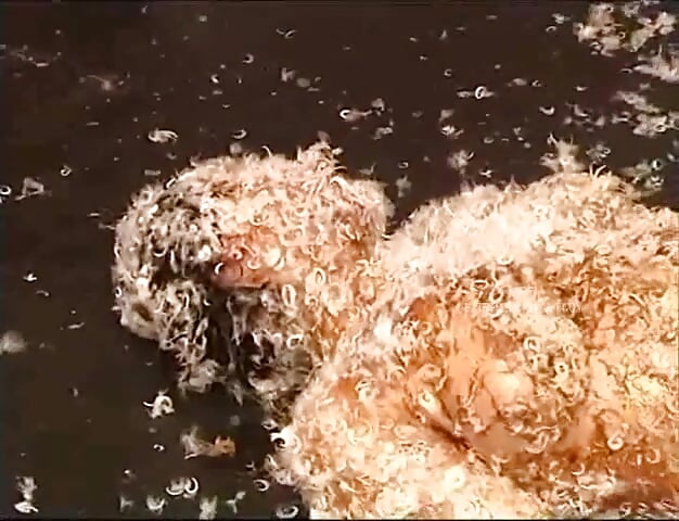Powergames – Compilation of tied up sluts being tormented