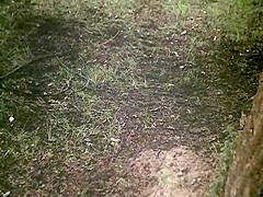 La storia di Lady Chatterley: Passion and Romance in HD